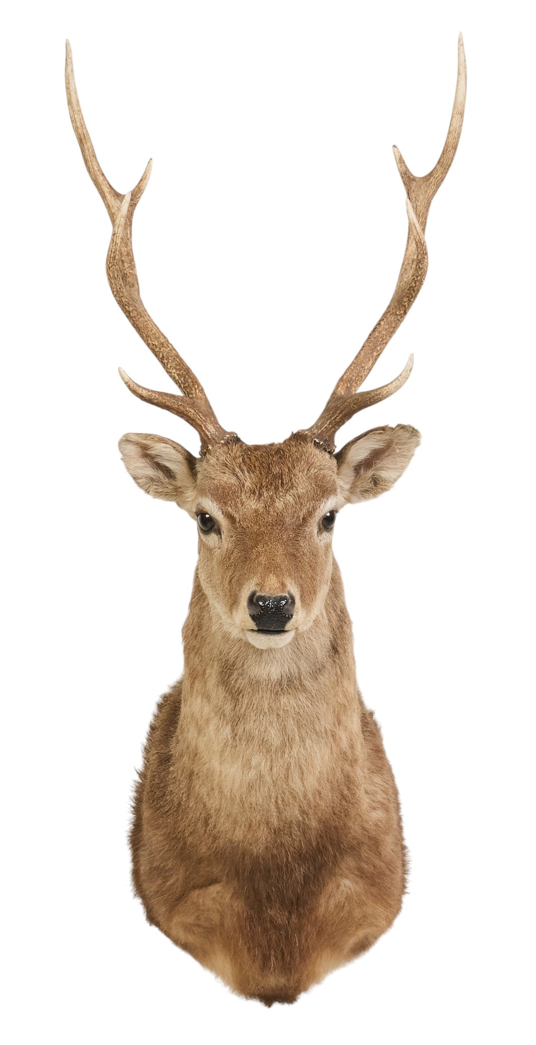 Sika Deer Mount - 2