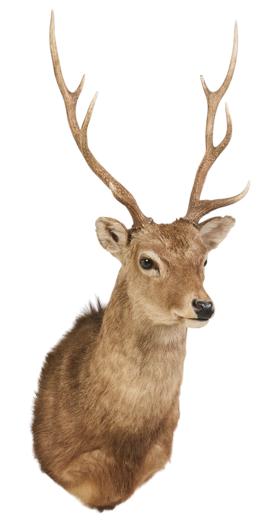 Sika Deer Mount - 3