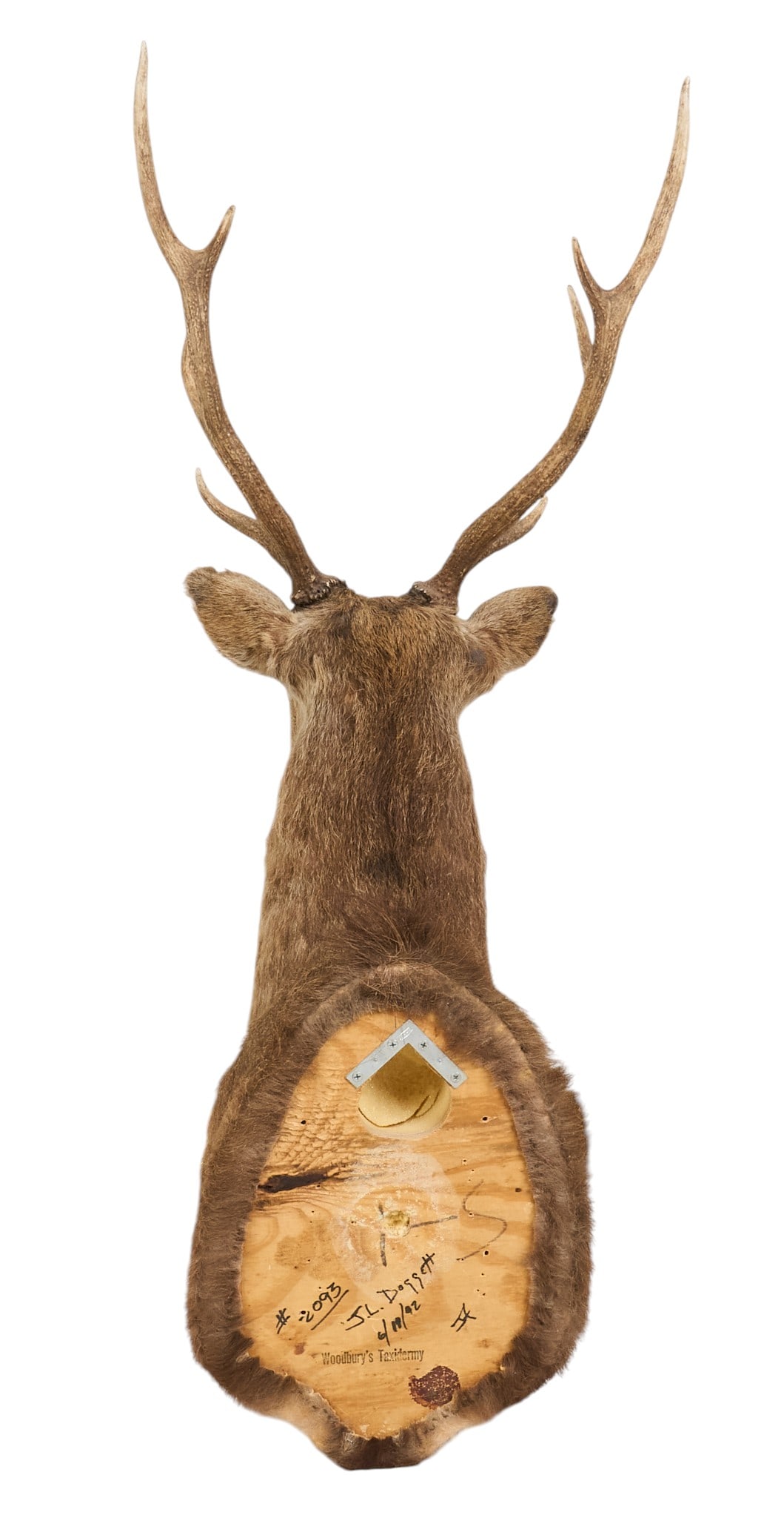 Sika Deer Mount - 4