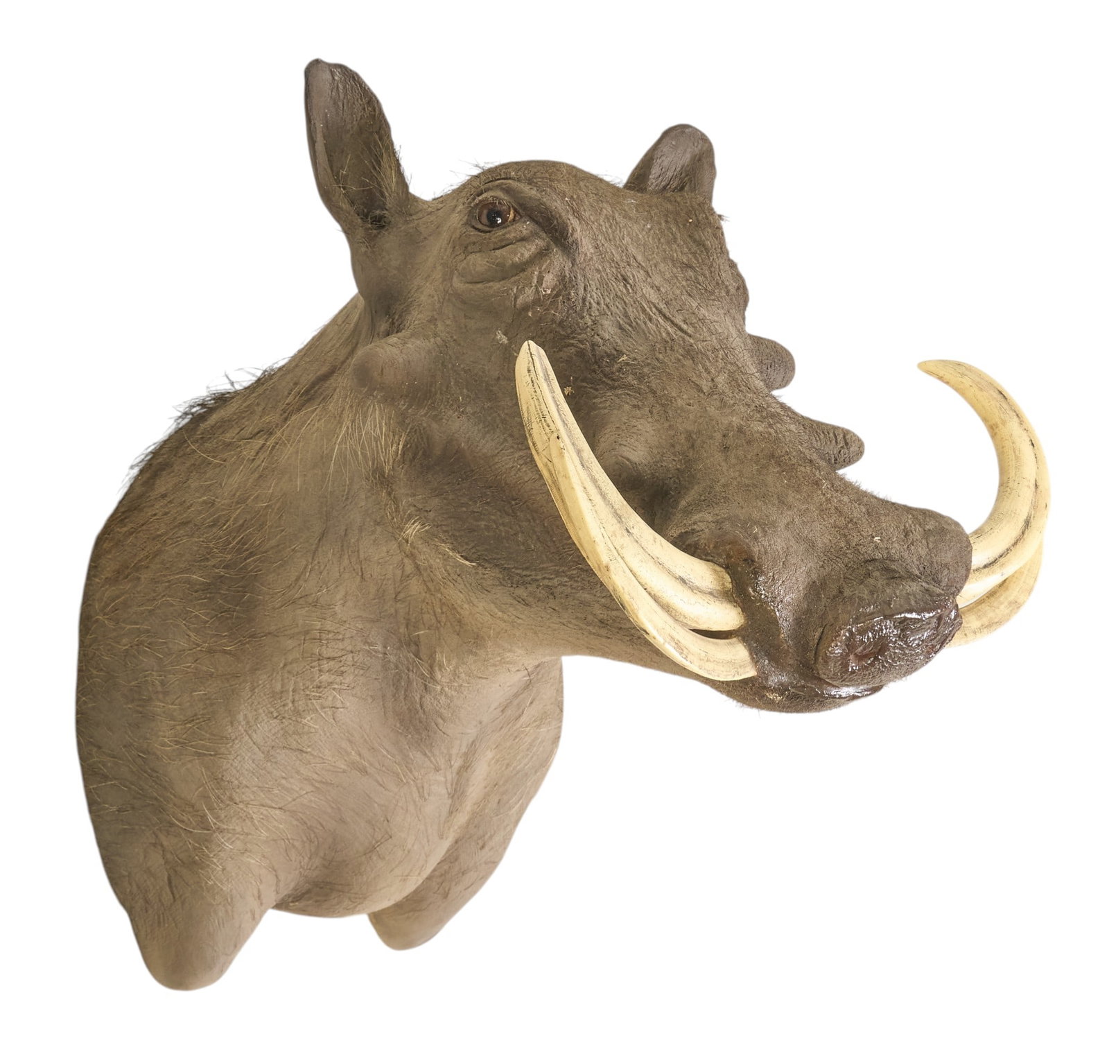 Warthog Shoulder Mount: Warthog shoulder mount taxidermy height 22.5 in. x width 15 in. x depth 23 in. Provenance: Property from a home in San Antonio, Texas