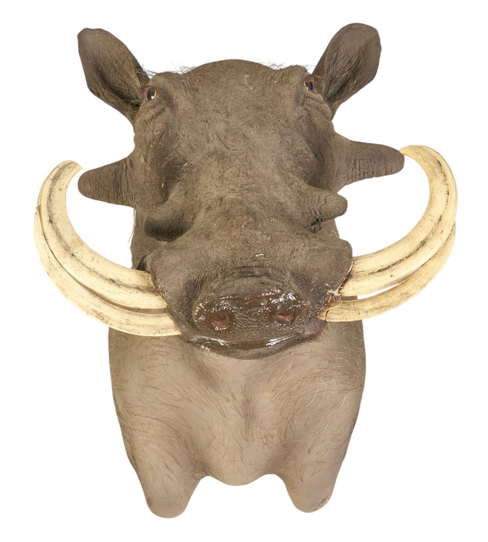 Warthog Shoulder Mount - 2