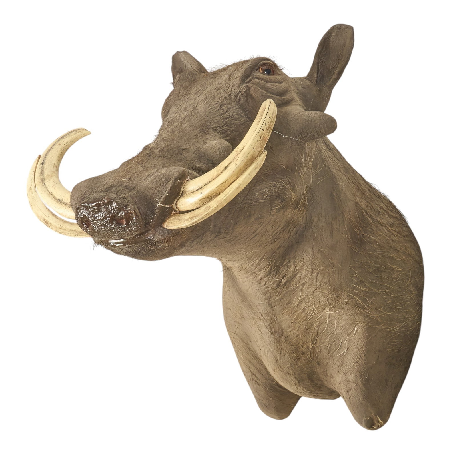 Warthog Shoulder Mount - 3