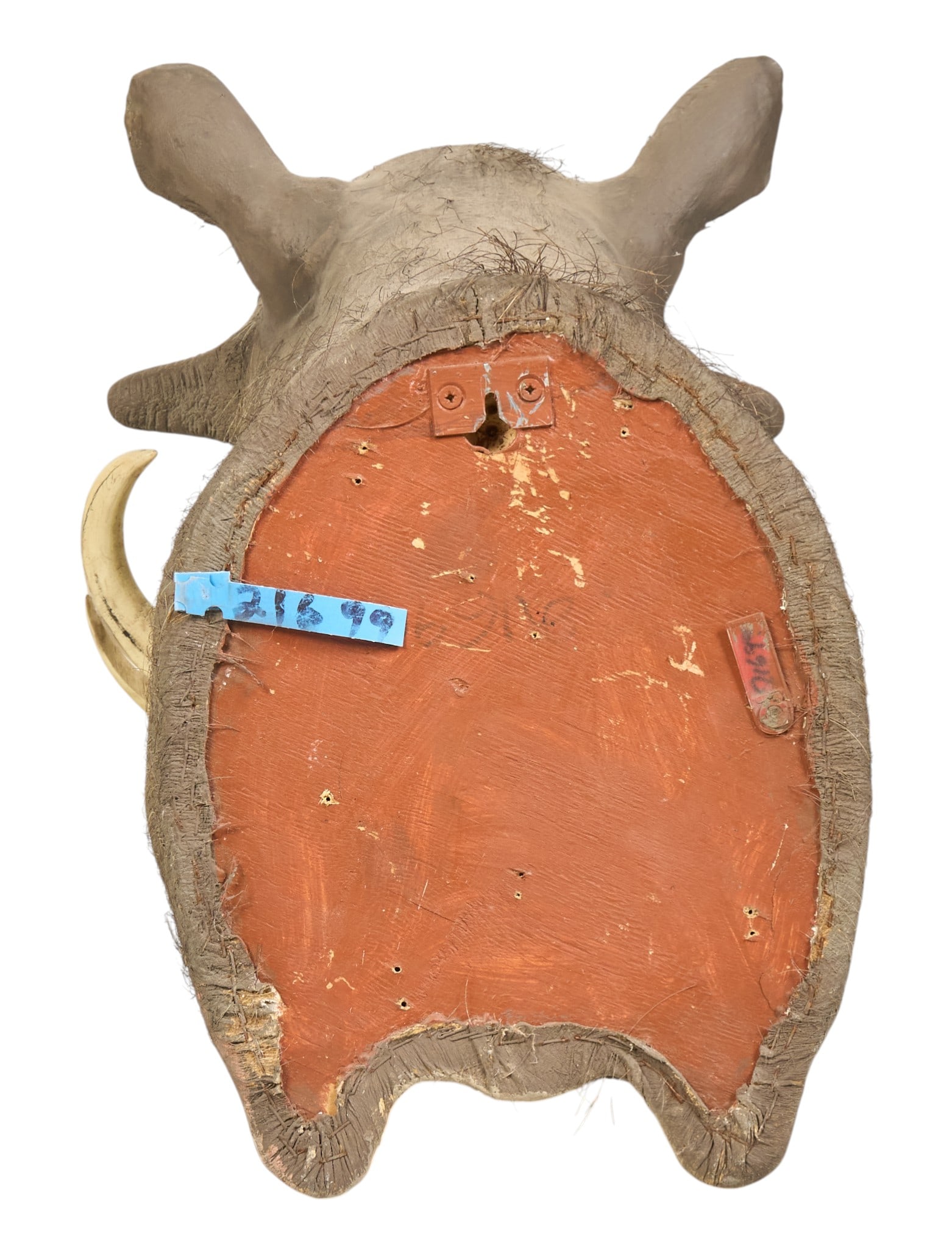 Warthog Shoulder Mount - 4