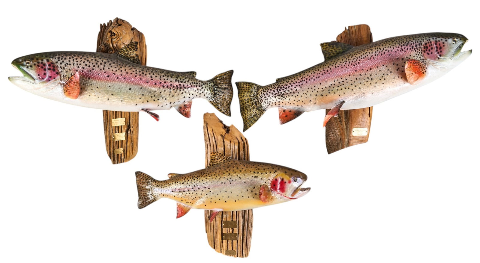 (3) Fish Wall Mounts: Collection of three fish wall mounts, each displayed on rustic hand-carved wooden bases, marked with brass plaques indicating species, size, weight, and location caught, one signed