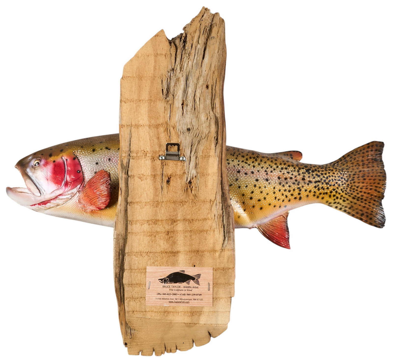 (3) Fish Wall Mounts - 5