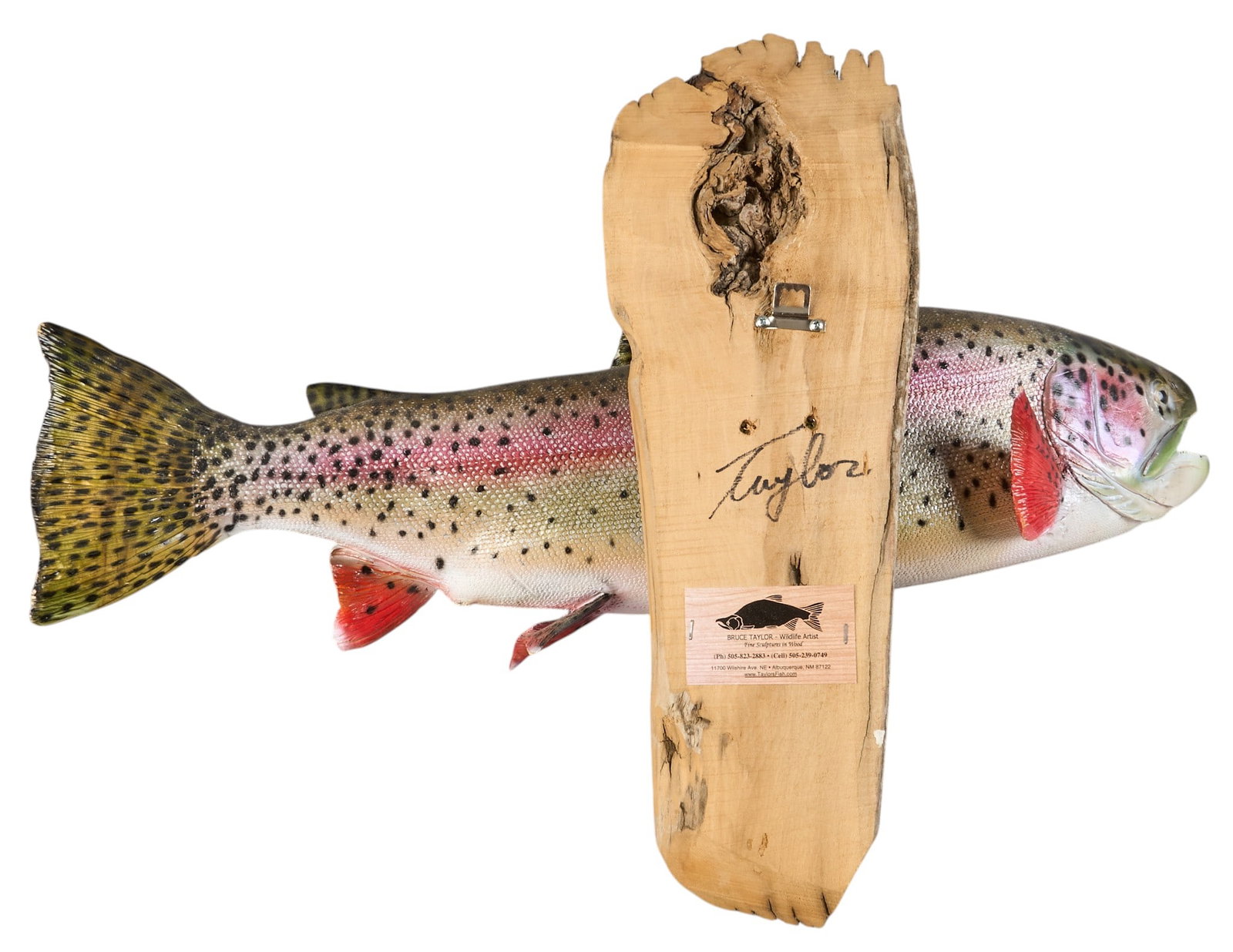 (3) Fish Wall Mounts - 6
