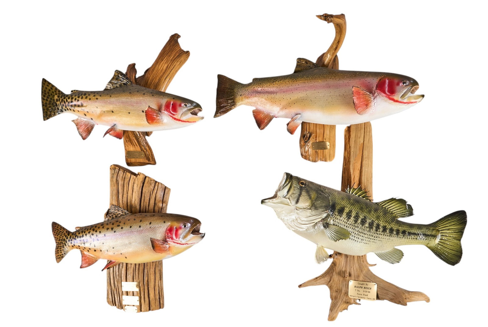 (4) Fish Wall Mounts (1 of 9)