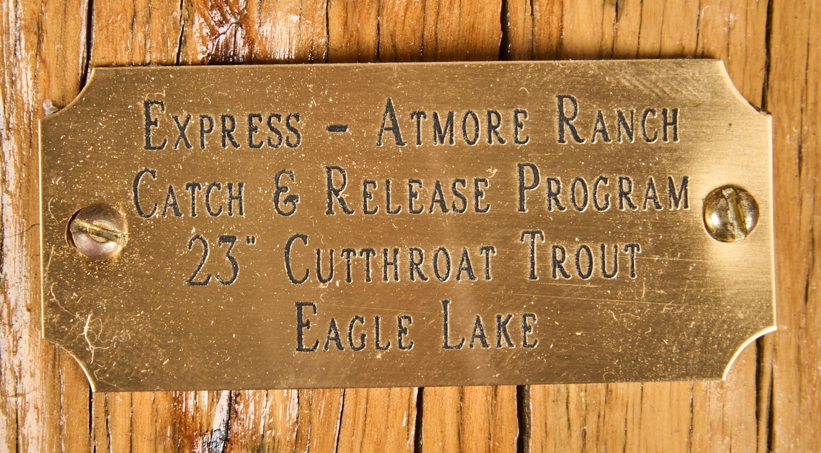 (4) Fish Wall Mounts - 5