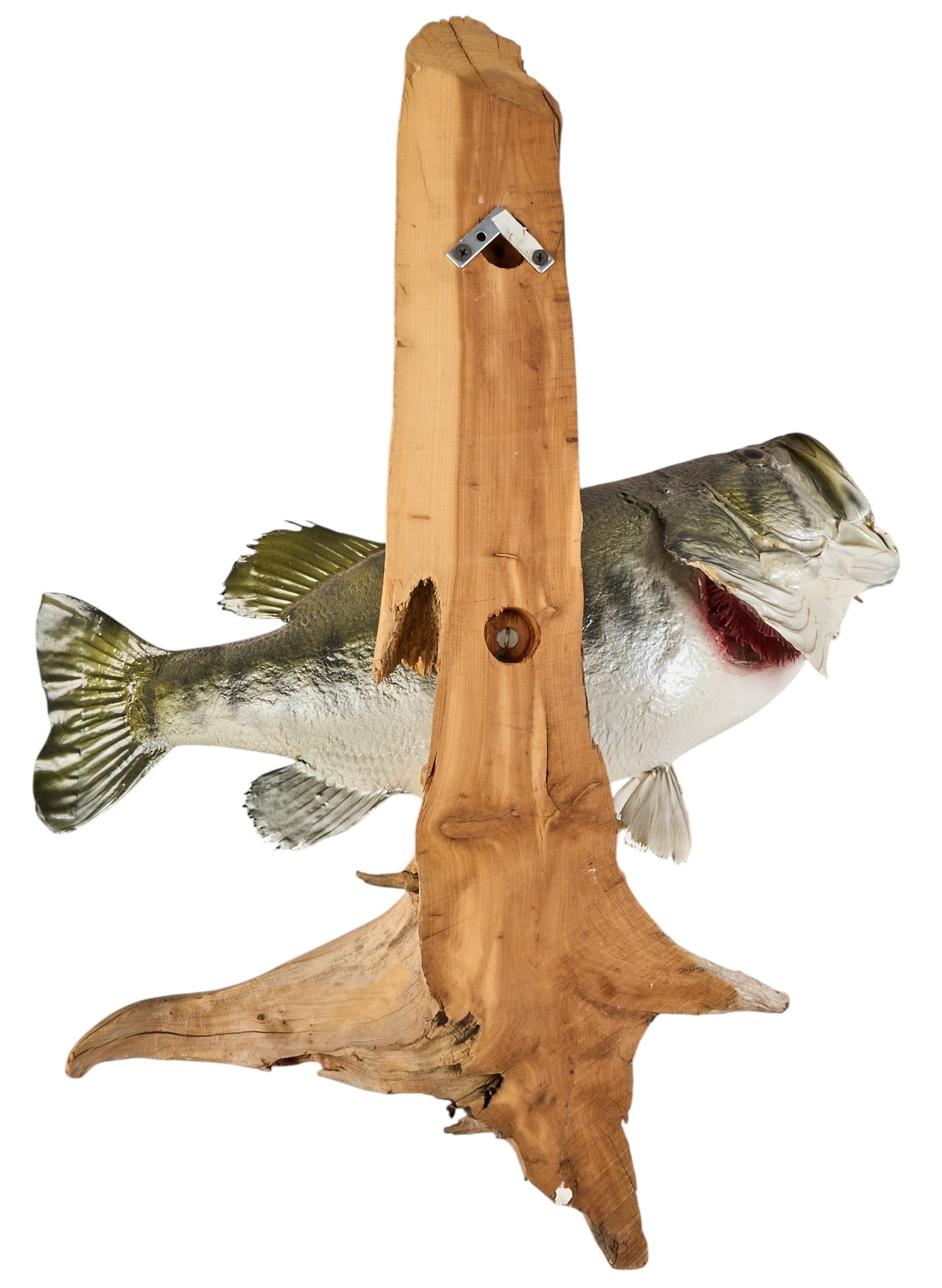 (4) Fish Wall Mounts - 6