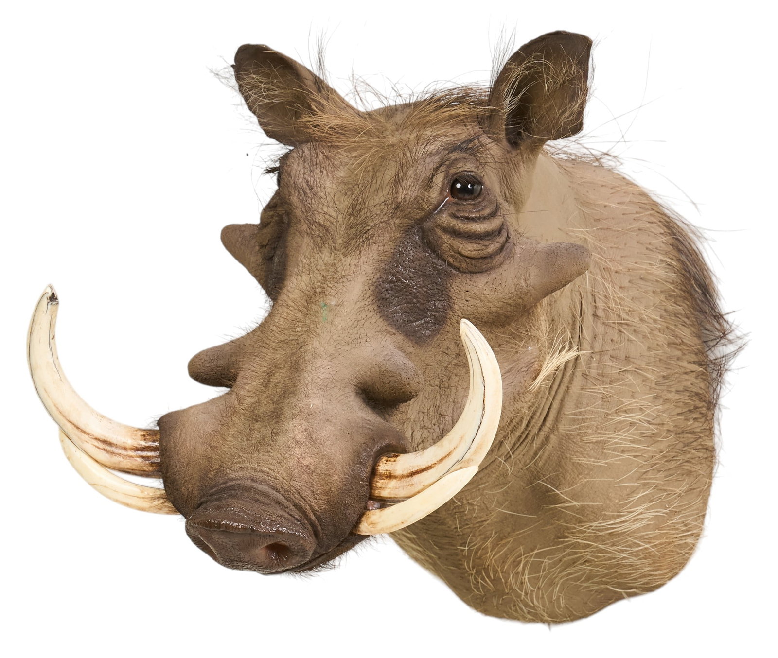 Warthog Shoulder Mount: Warthog shoulder mount taxidermy height 17 in. x width 15 in. x depth 19 in. Provenance: Property from a home in San Antonio, Texas 