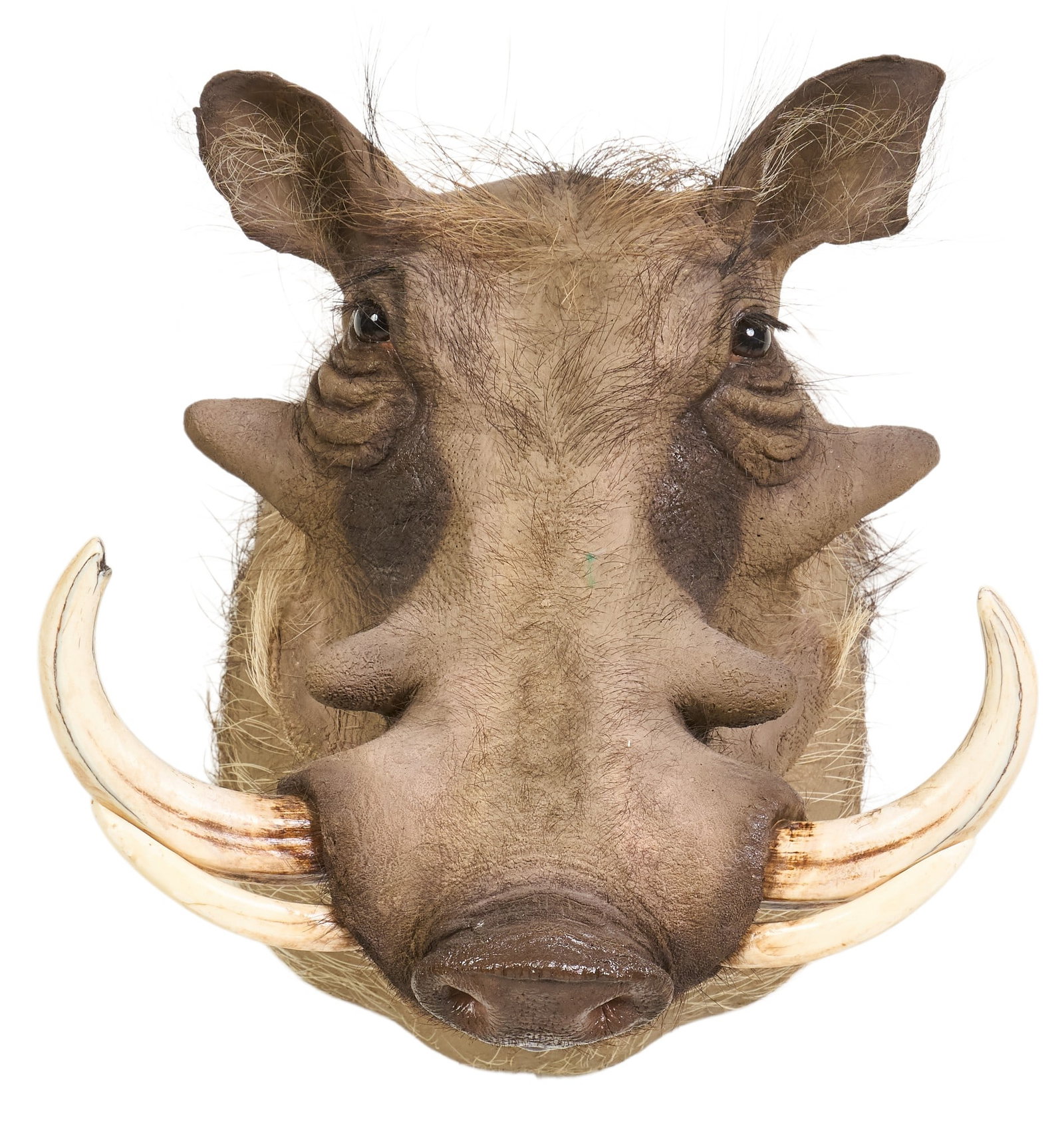 Warthog Shoulder Mount - 2