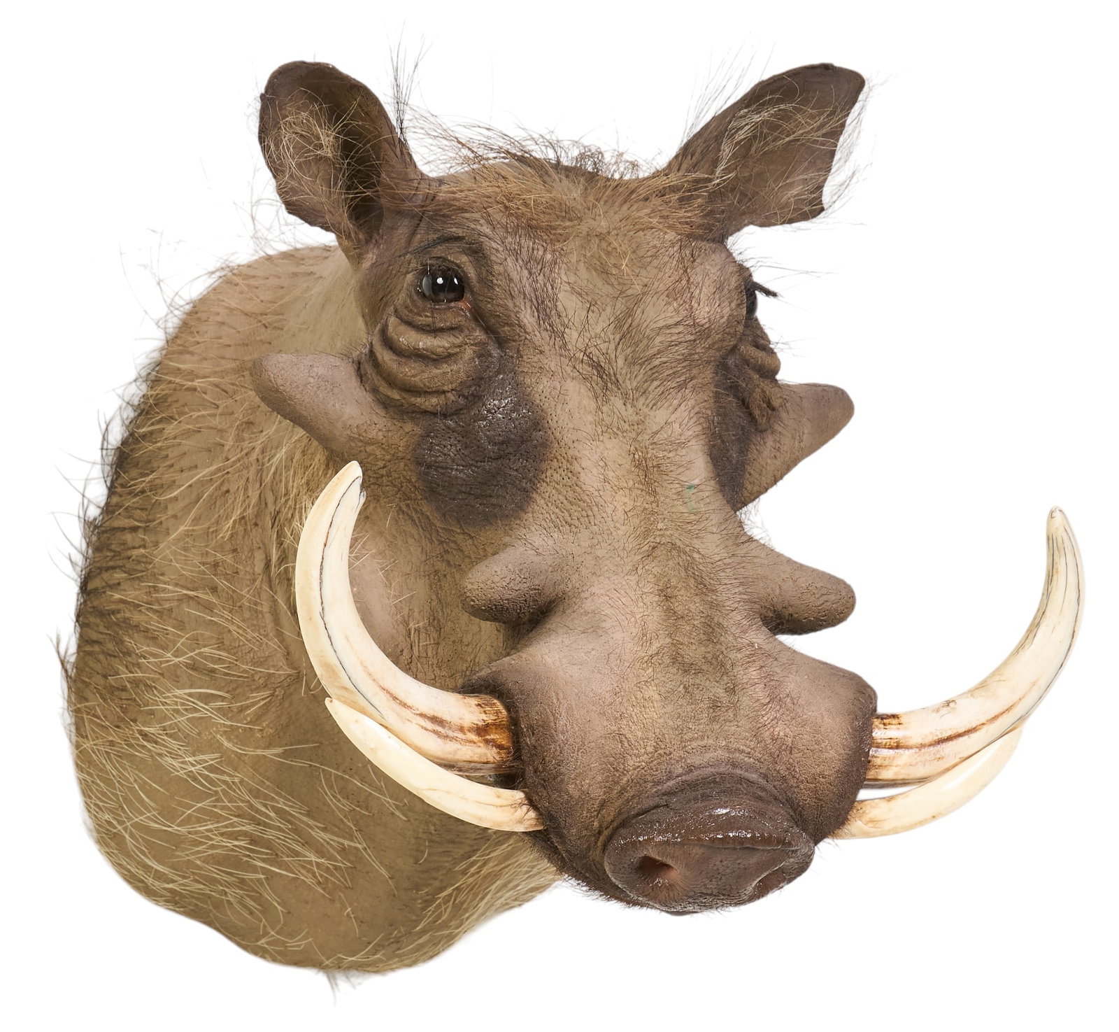 Warthog Shoulder Mount - 3