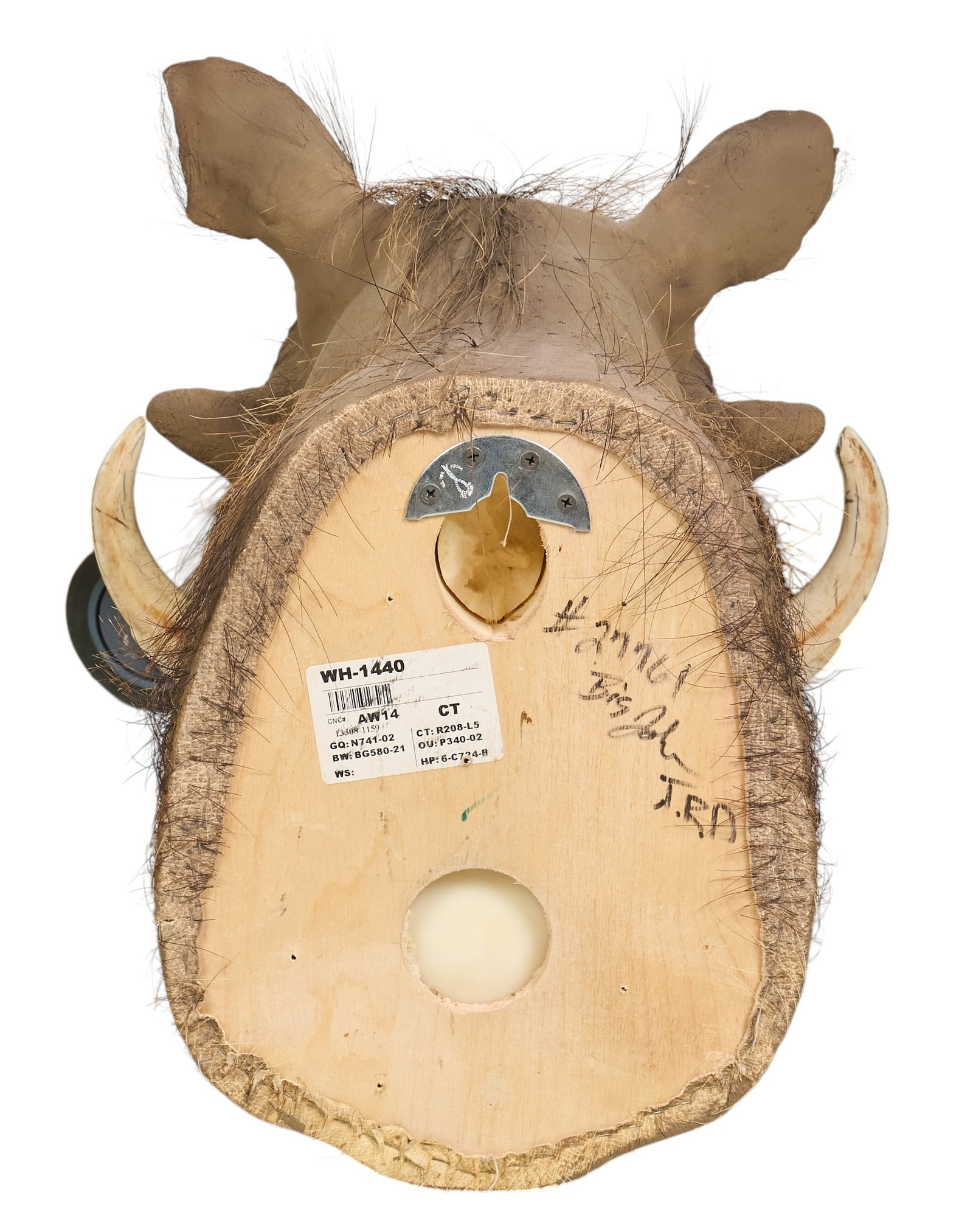 Warthog Shoulder Mount - 4