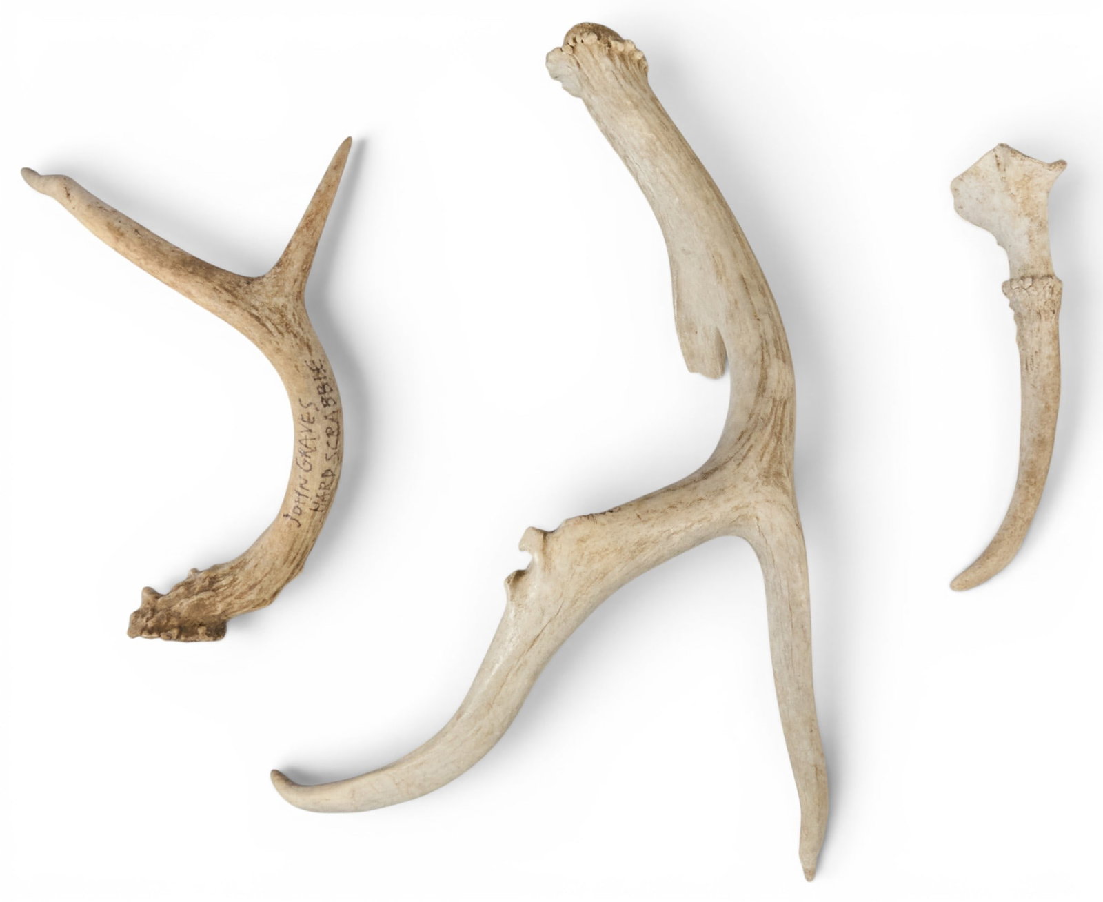 (3) Antlers, one signed by author John Graves: Collection of three natural antlers, varying in size and shape, one signed by American author John Graves (1920-2013), and the other inscribed "Hard Scrabble" height 5 in. x