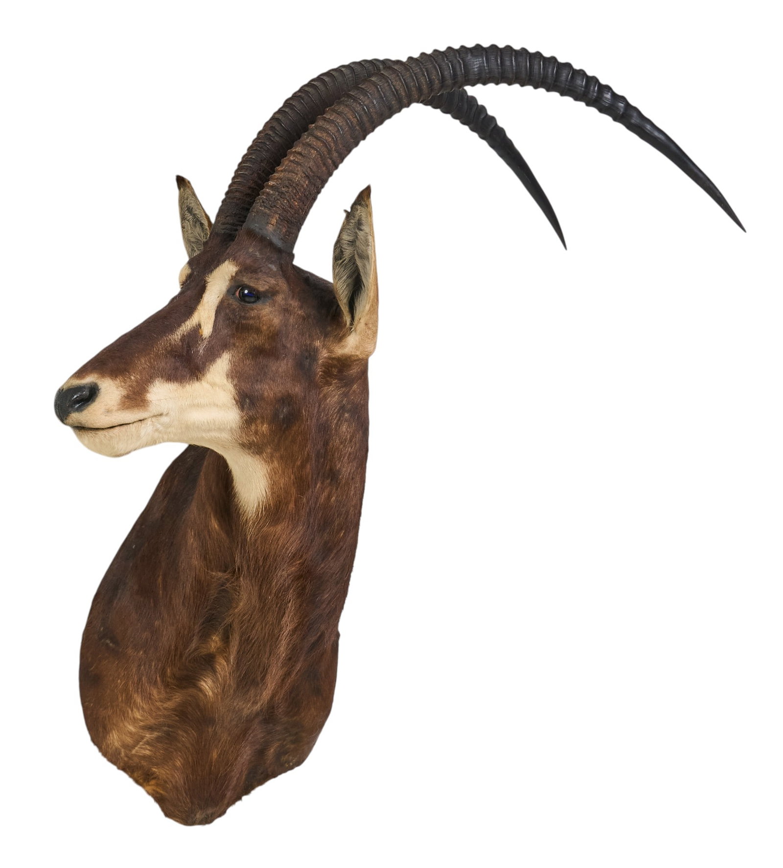 Sable Shoulder Mount: Sable shoulder mount taxidermy height 47 in x width 32 in. x depth 23 in. Provenance: Property from a home in San Antonio, Texas 
