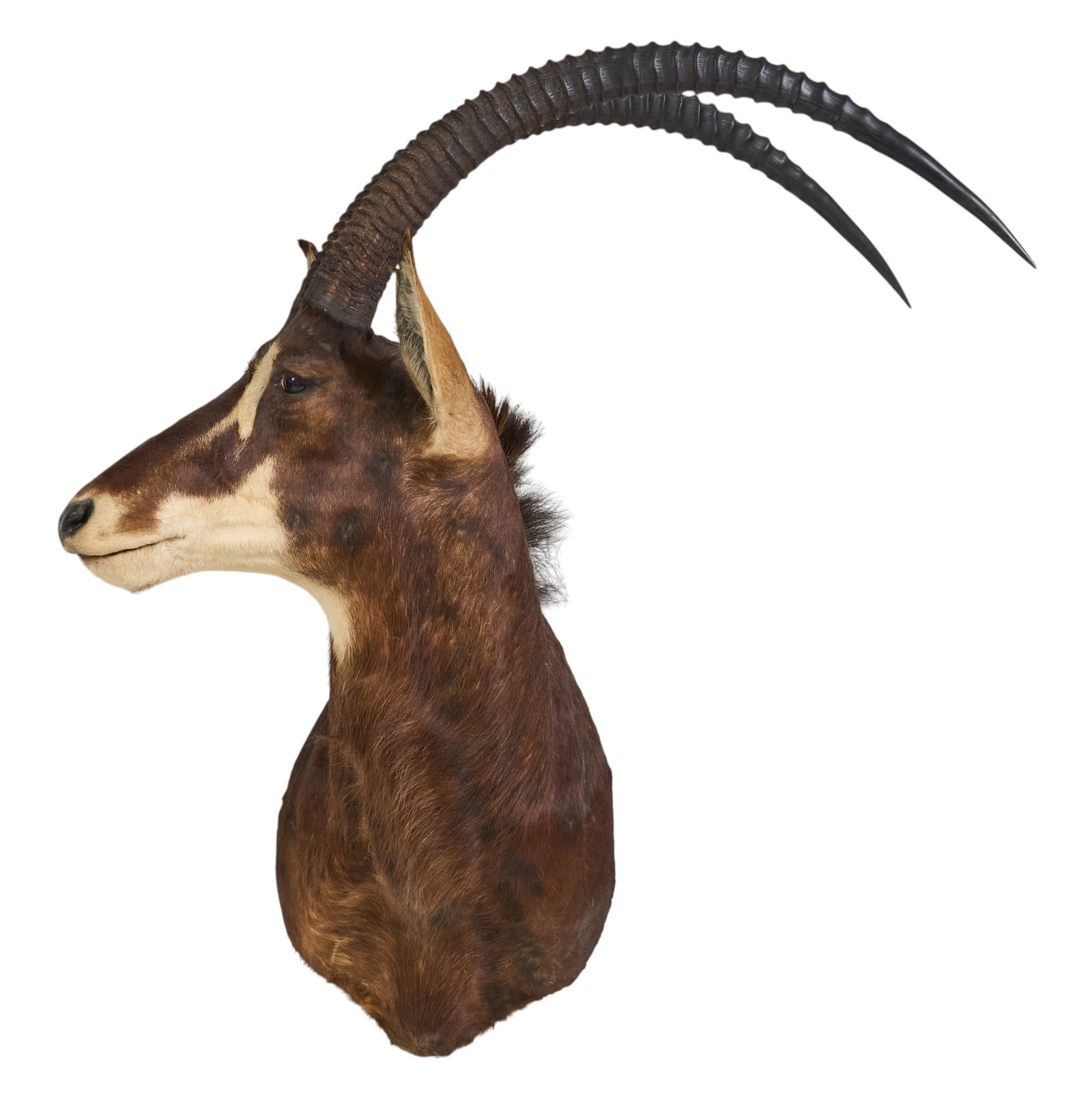 Sable Shoulder Mount - 2