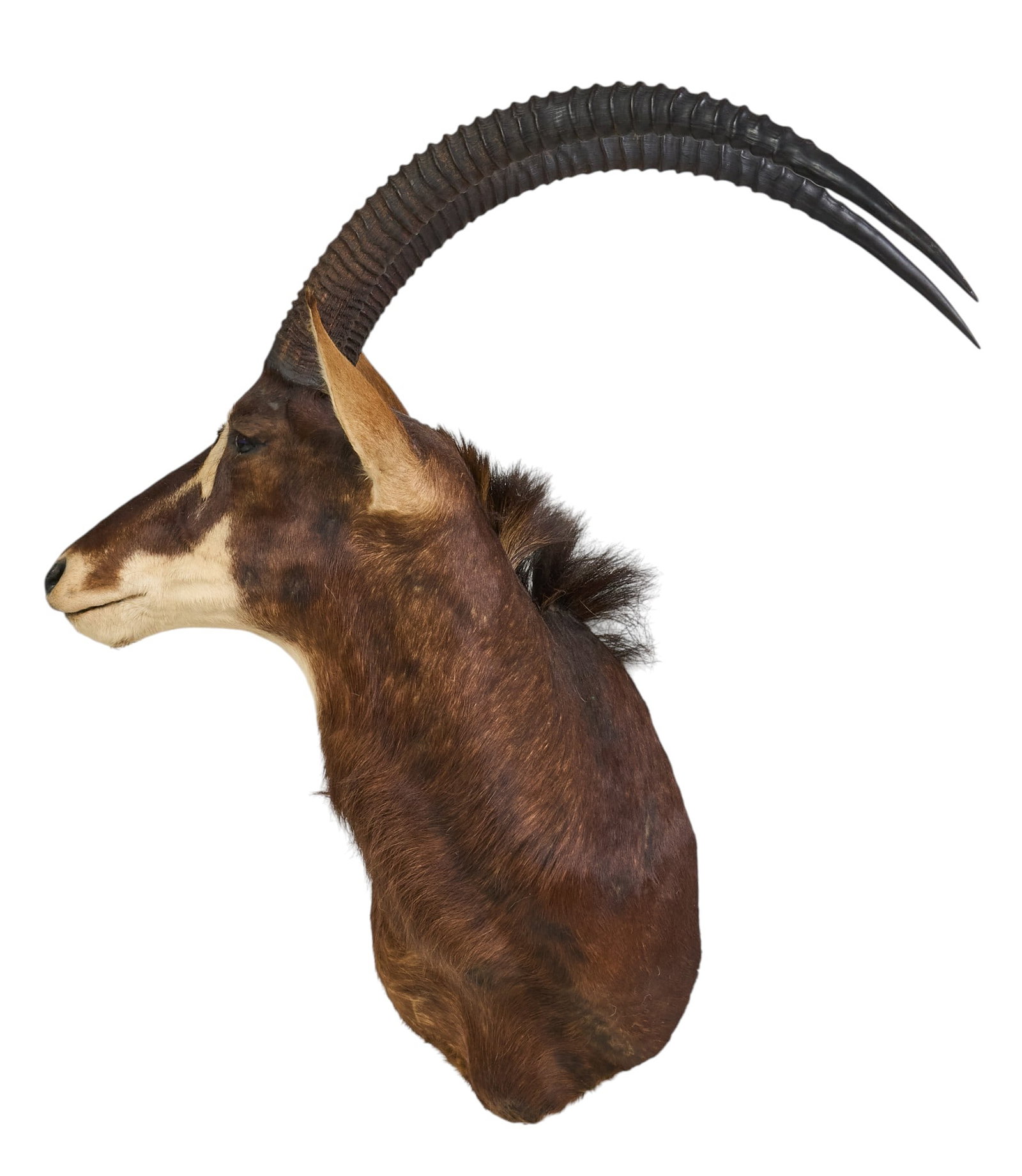 Sable Shoulder Mount - 3