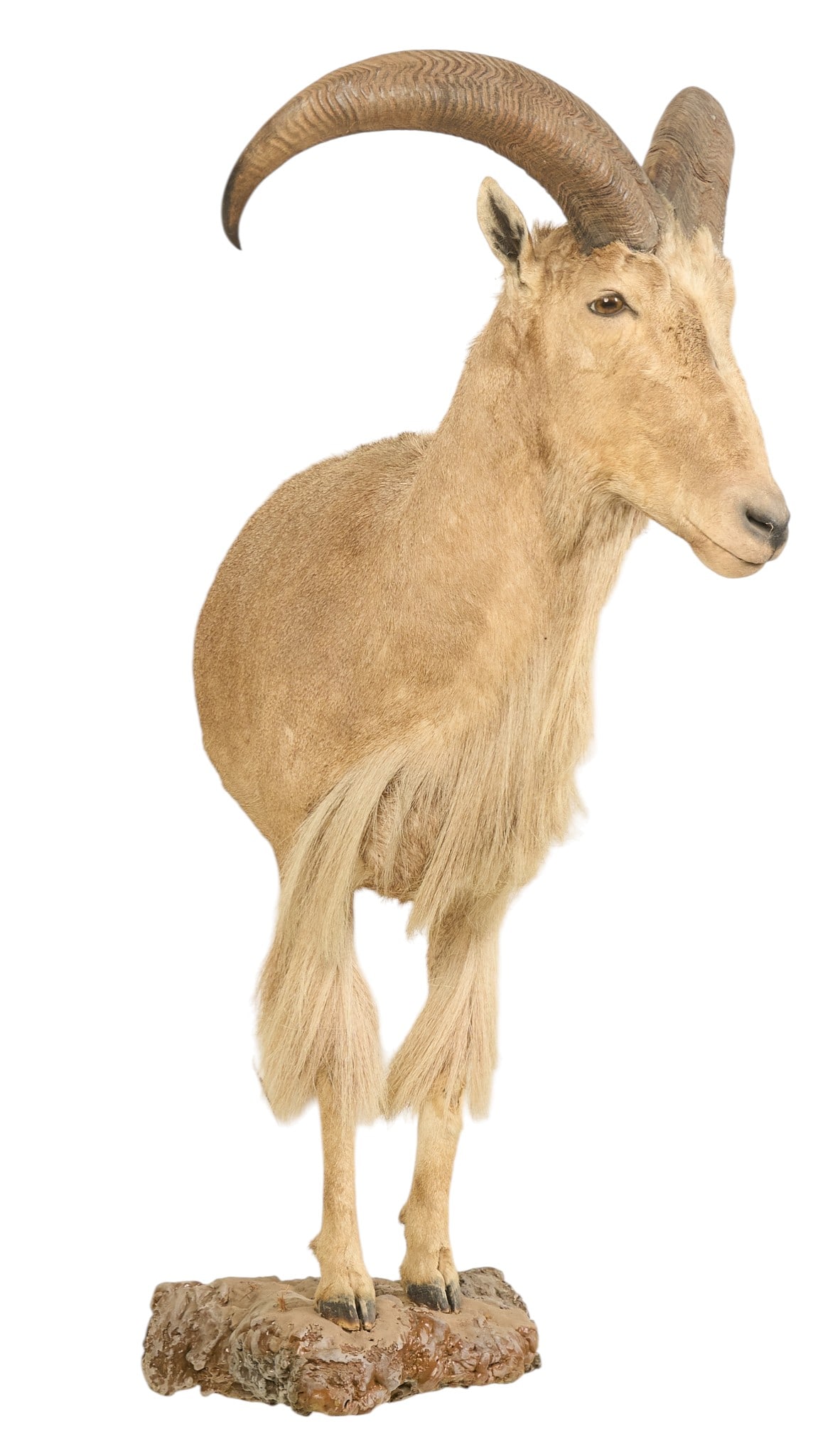 Aoudad Half Body Mount: Aoudad half body mount taxidermy on faux rock base height 52 in. x width 49 in. x depth 24 in. Provenance: Property from a home in San Antonio, Texas