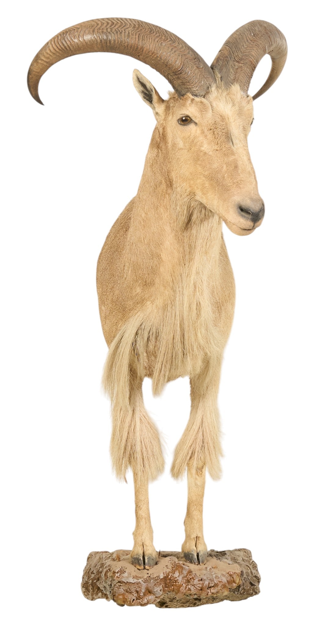 Aoudad Half Body Mount - 2