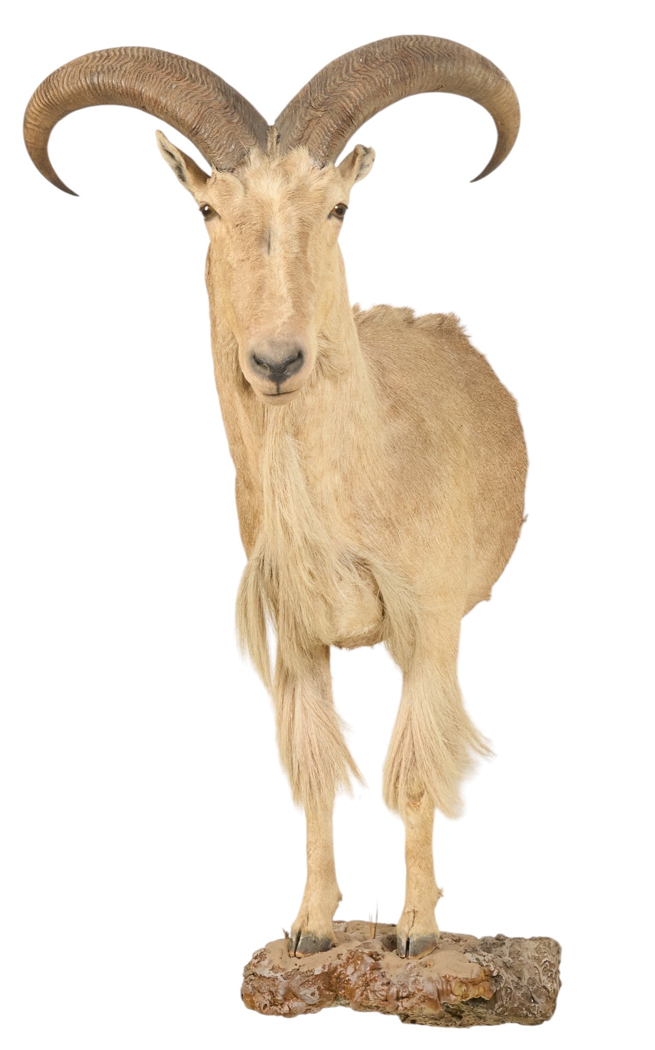Aoudad Half Body Mount - 3