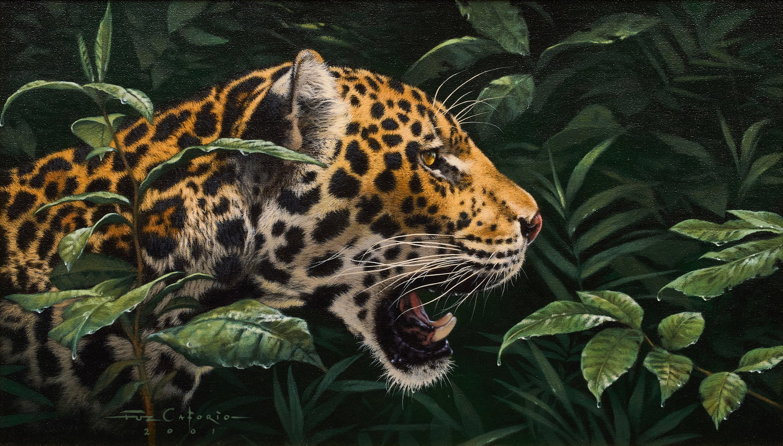 Fuz Caforio, "Jaguar Study": Fuz Caforio (South Africa, b. 20th C.), "Jaguar Study", acrylic on canvas, signed and dated lower left, 2001, with artist's "certified original" label on the verso sight:
