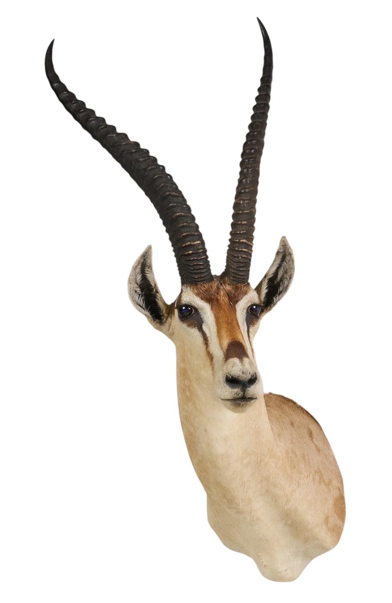 Grant's Gazelle Shoulder Mount: Grant's gazelle taxidermy shoulder mount height 39 in. x width 16 in. x depth 19.5 in. Provenance: Property from a home in San Antonio, Texas