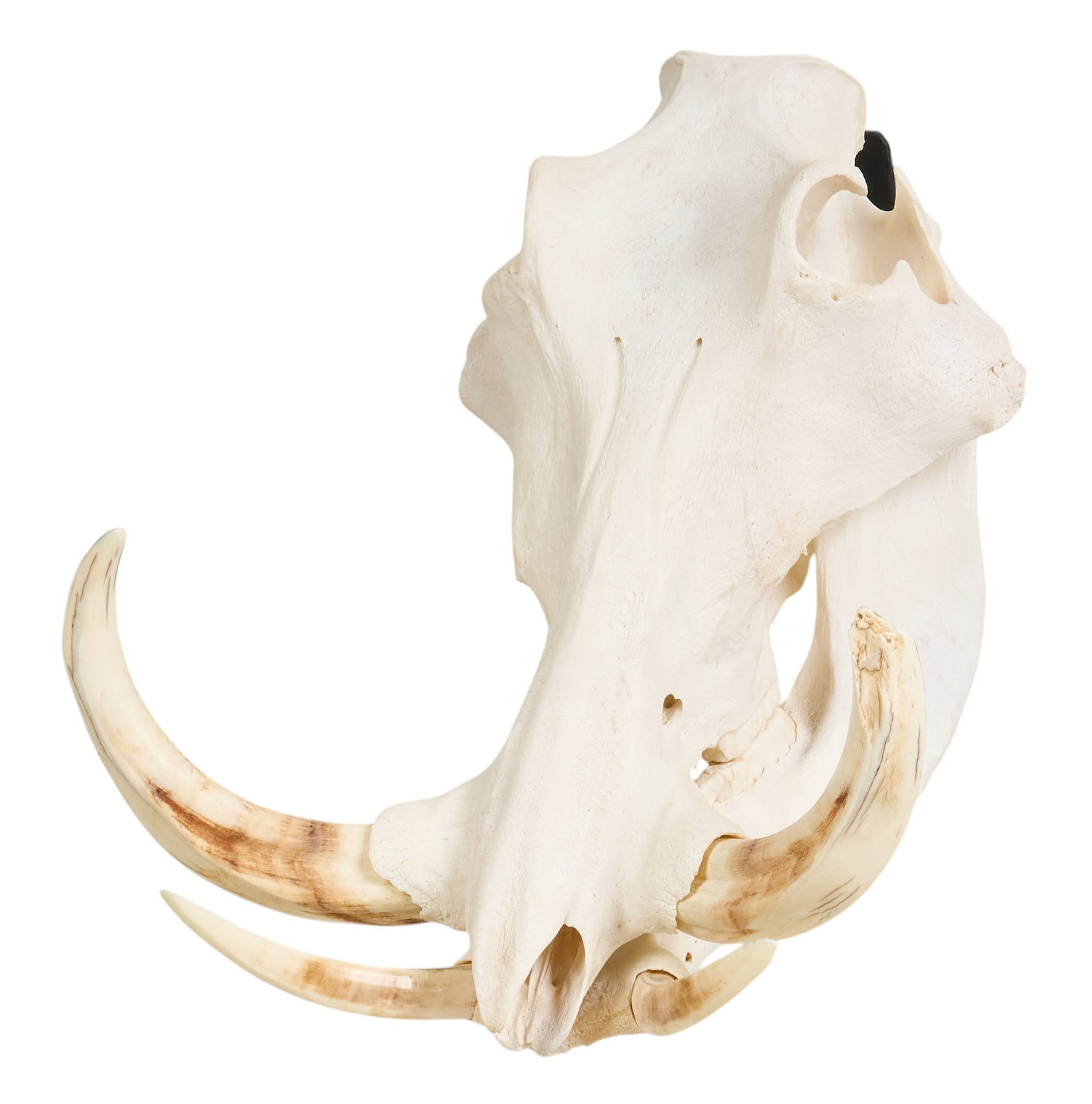 Warthog Skull: Warthog skull and tusks, with hardware for hanging height 14 in. x width 13 in. x depth 10 in. Provenance: Property from a home in San Antonio, Texas