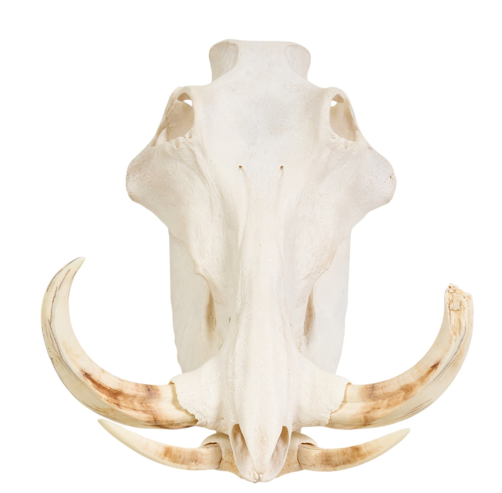 Warthog Skull - 2
