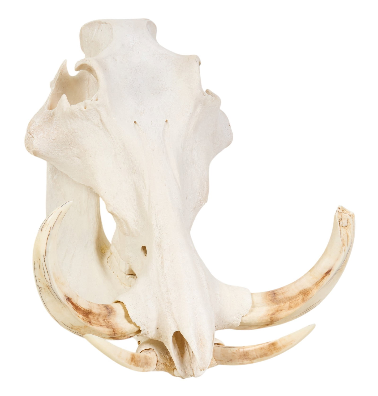 Warthog Skull - 3