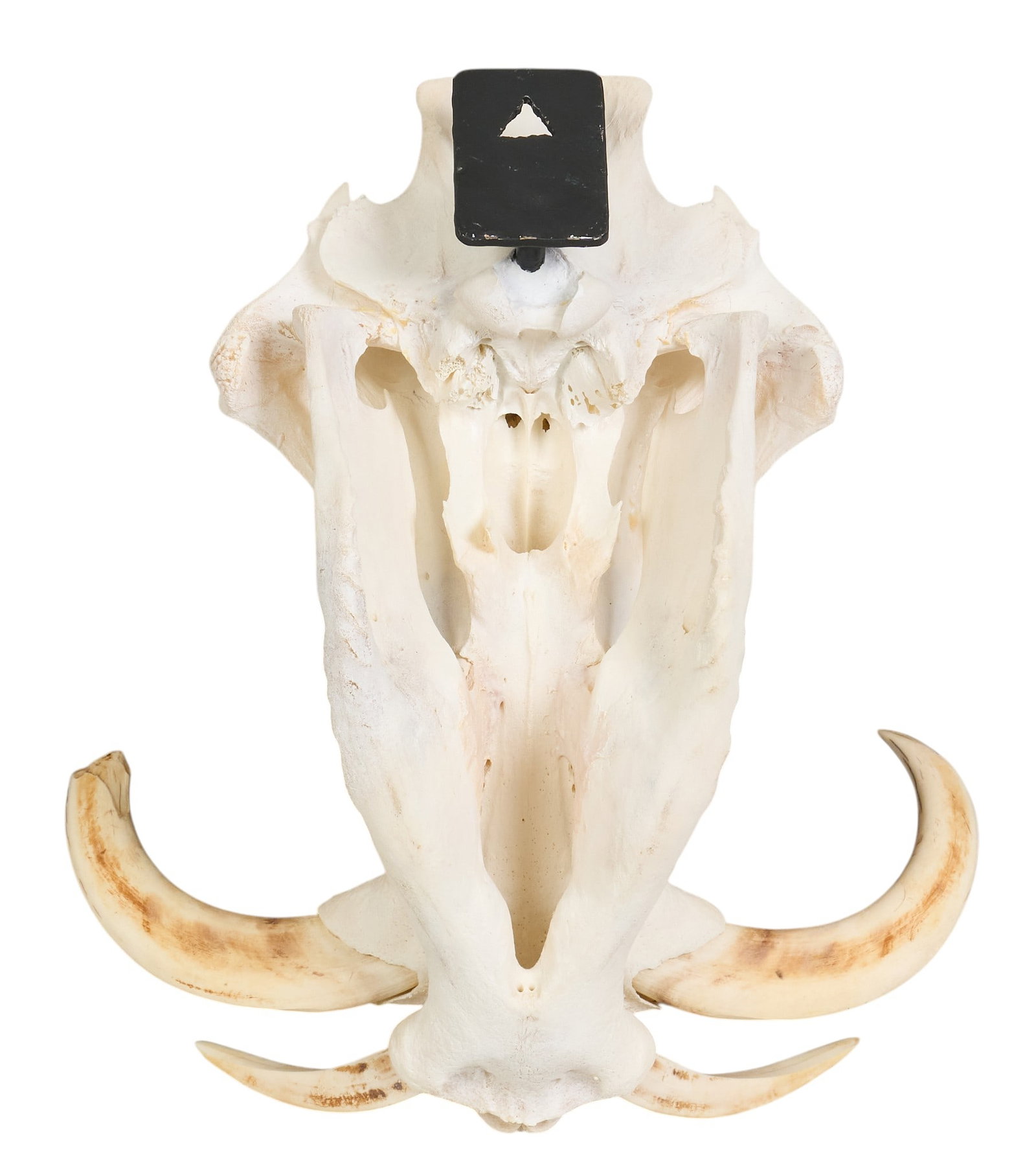 Warthog Skull - 4