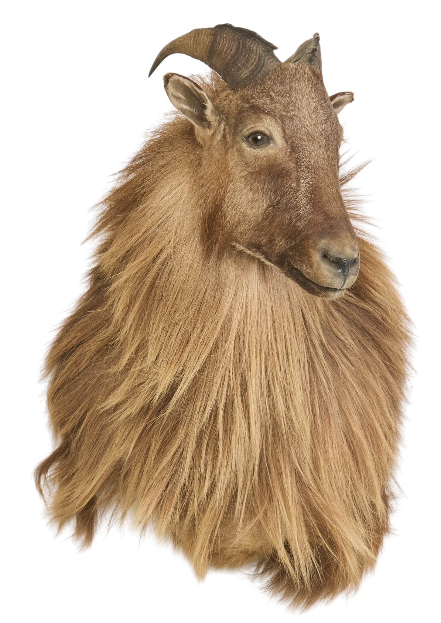 Himalayan Tahr Shoulder Mount: Himalayan tahr shoulder mount taxidermy height 26 in. x width 20 in. x depth 21 in. Provenance: Property from a home in San Antonio, Texas