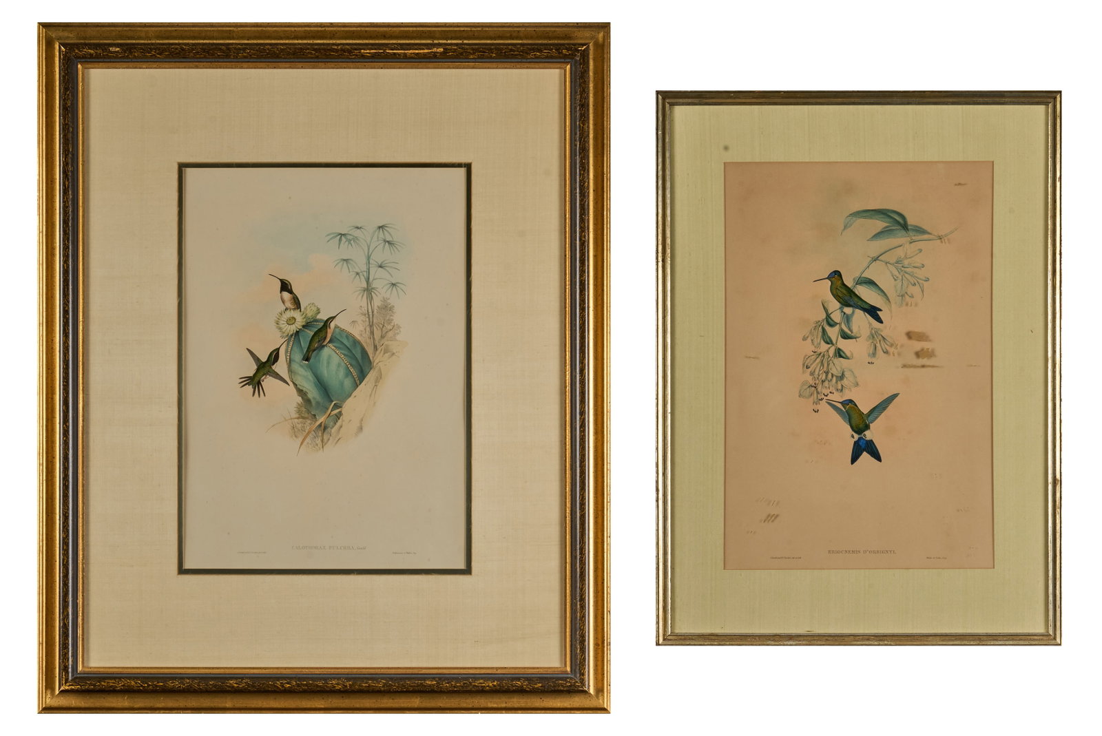 John Gould, (2) Hummingbird Lithographs (1 of 9)