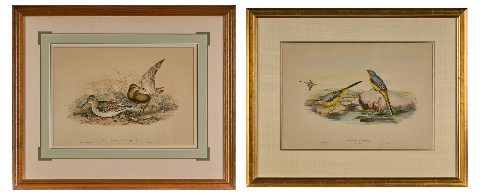 John Gould, (2) Hand-Colored Lithographs (1 of 9)