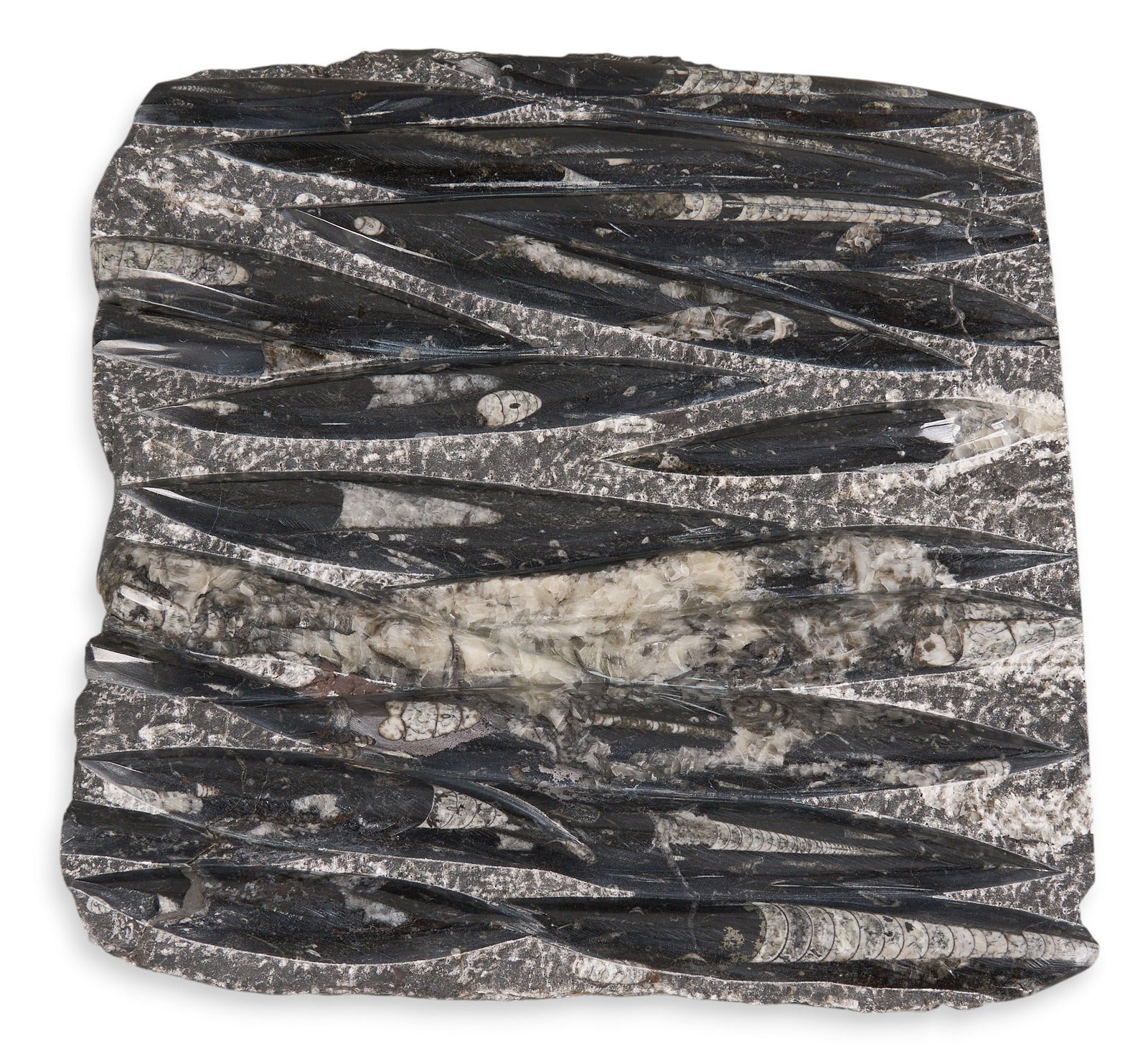 Orthoceras Fossil: Orthoceras fossil height 15.5 in. x width 15.5 in x depth 1.5 in. Provenance: Property from a home in San Antonio, Texas 