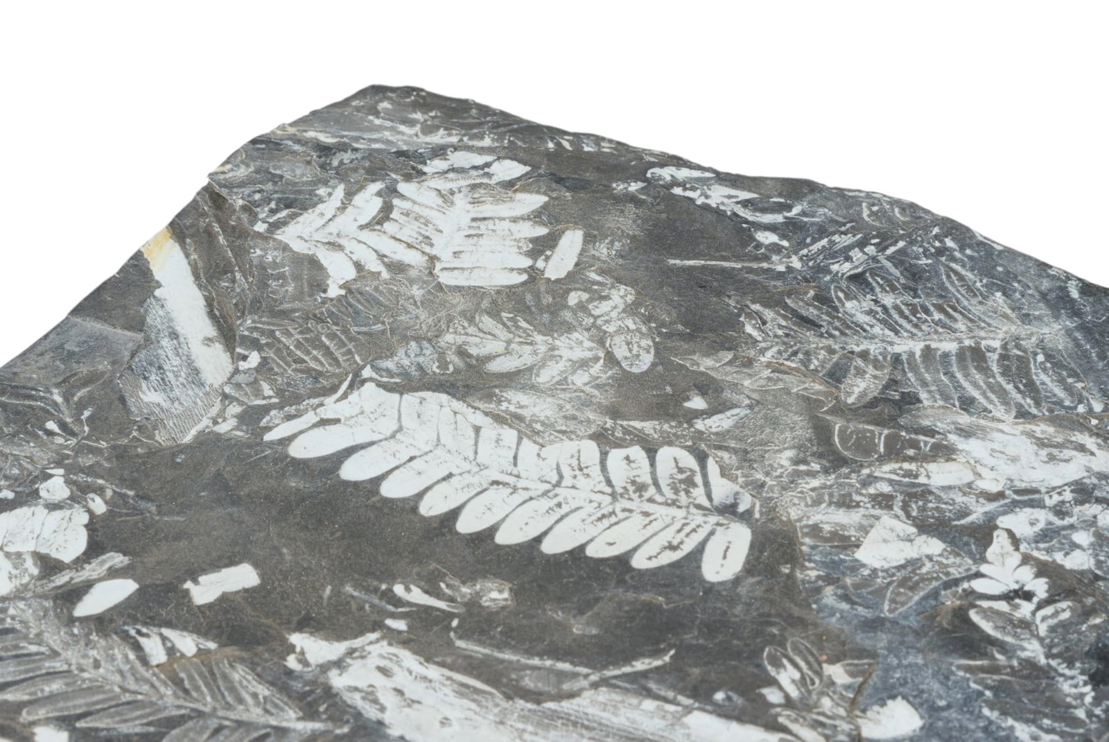 (2) Fossils - 4