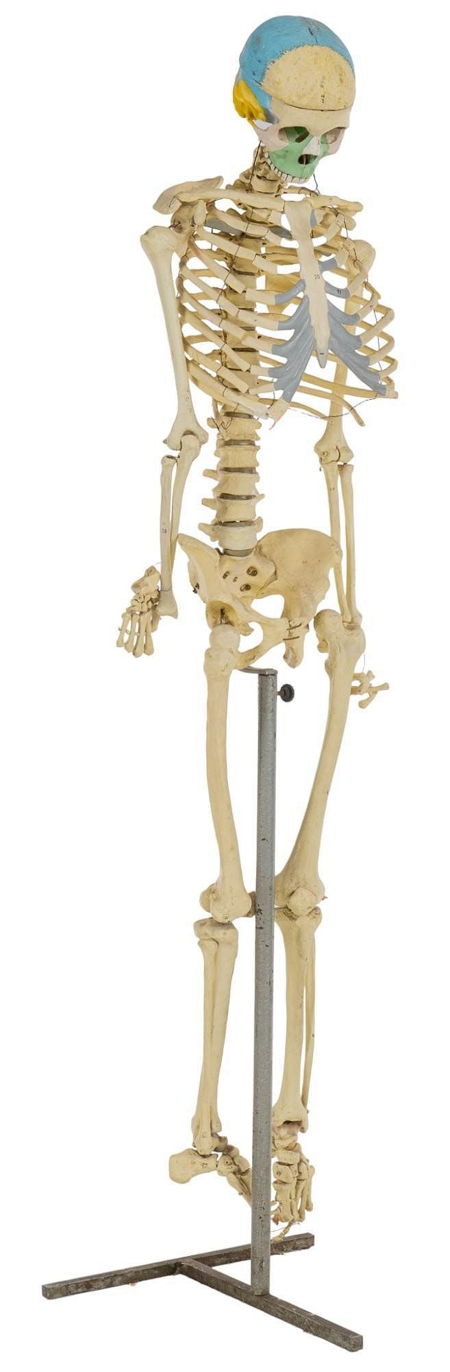 Human Skeleton Model: Vintage plastic human skeleton model height 65 in. x width 16.5 in. x depth 16.5 in. Provenance: Property from a home in San Antonio, Texas