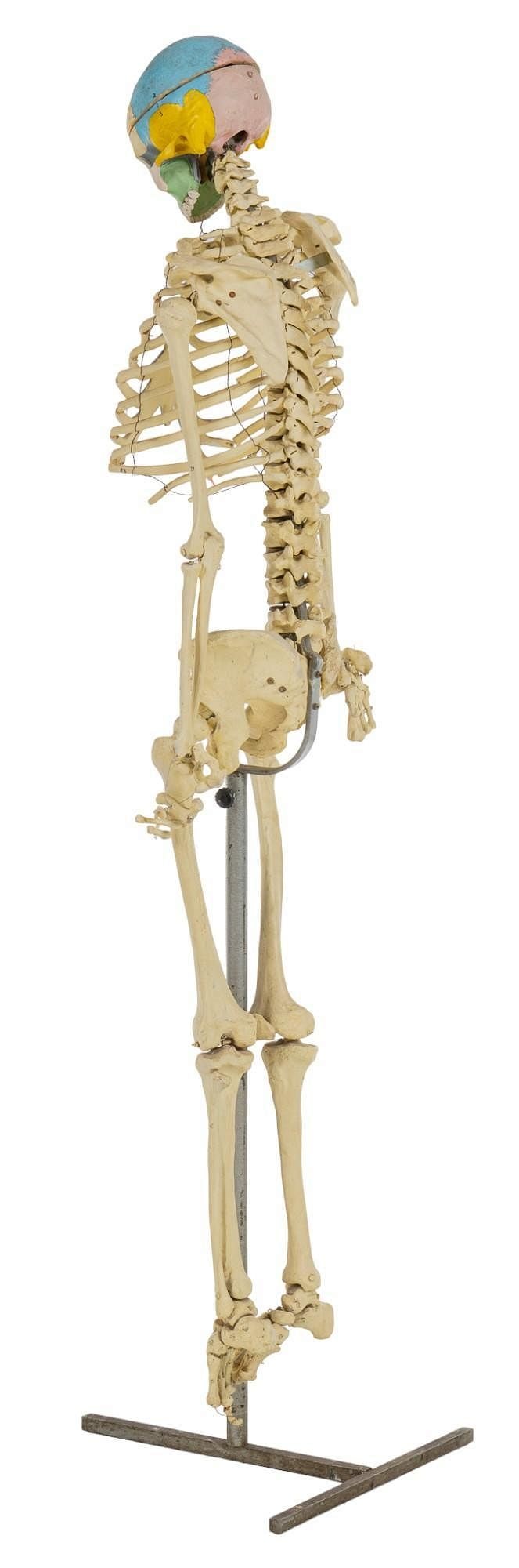 Human Skeleton Model - 2