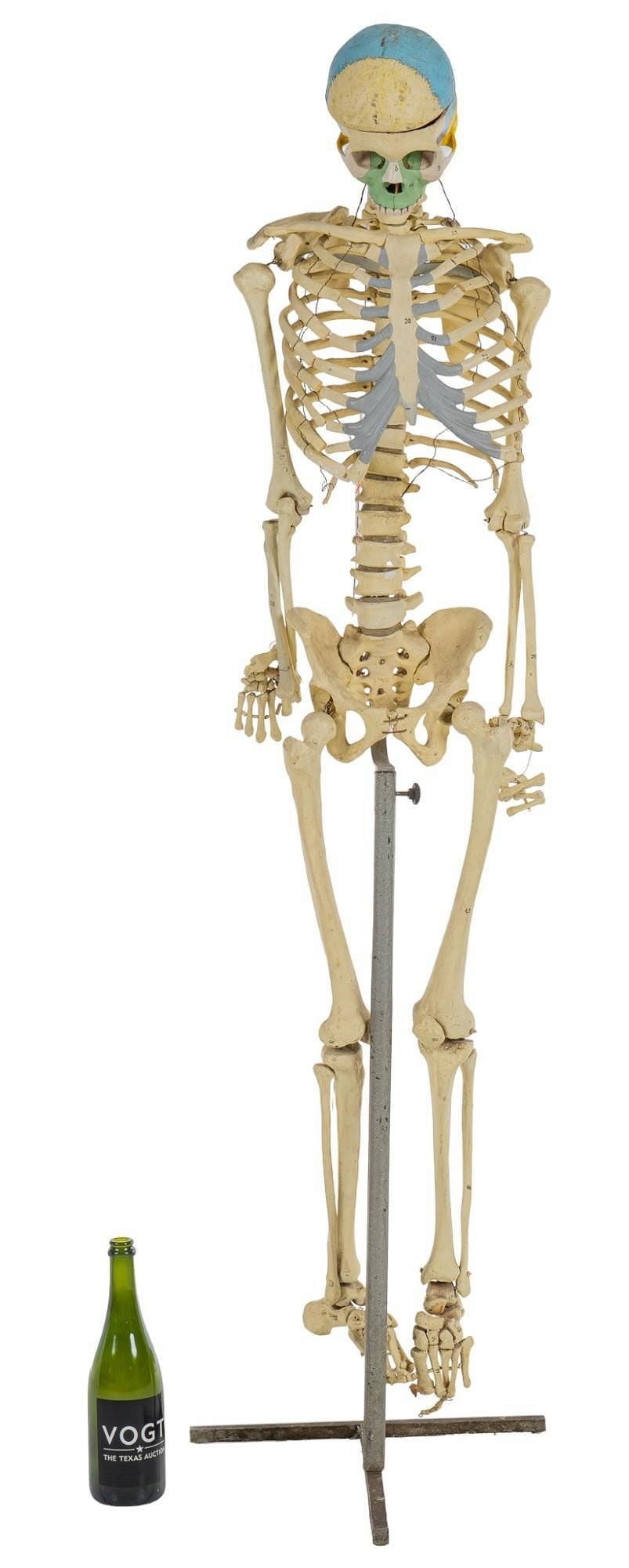 Human Skeleton Model - 3