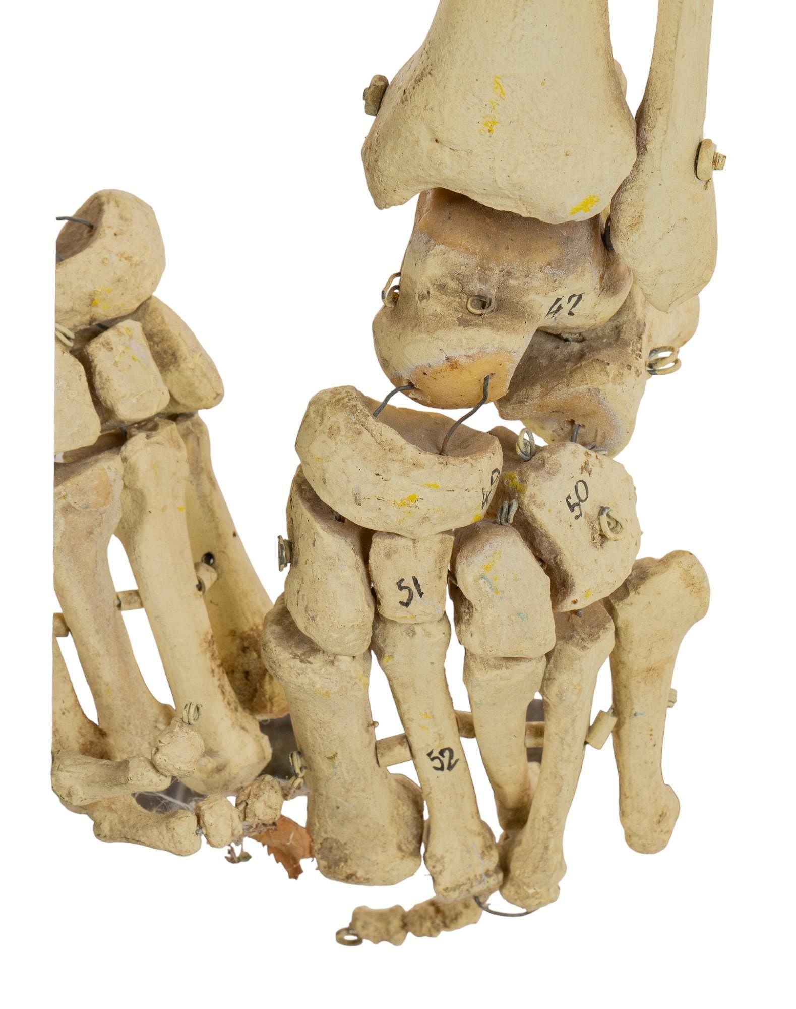 Human Skeleton Model - 4