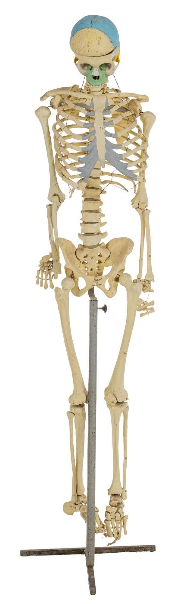 Human Skeleton Model - 5