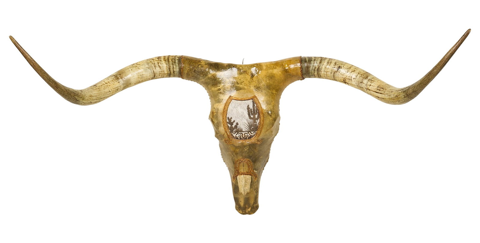 Longhorn Skull: Longhorn skull wrapped in leather with hard finish, hand burned cactus motif on patch of hair on hide, with branded signature on top of skull height 21 in. x width 52 1/2 in. x depth 29
