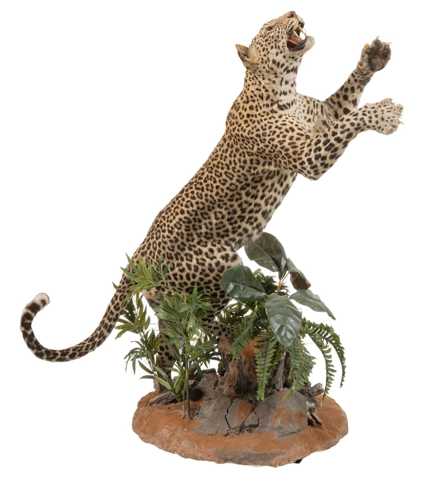 Full Body Leopard Mount (1 of 6)