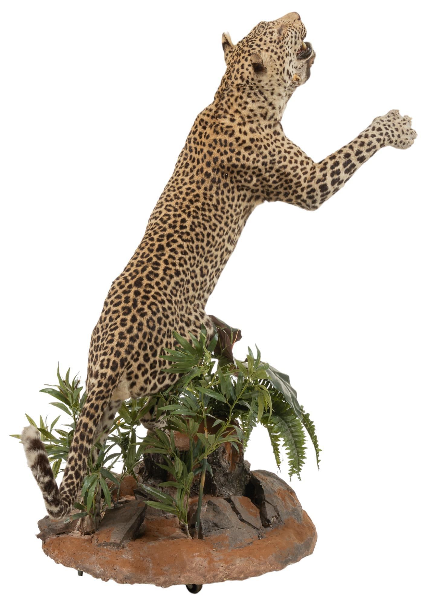 Full Body Leopard Mount - 3