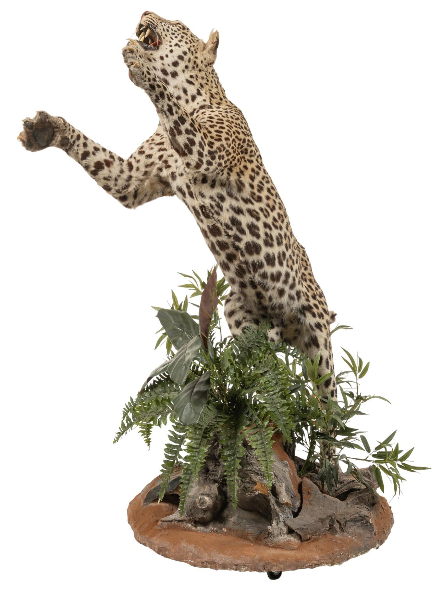 Full Body Leopard Mount - 4