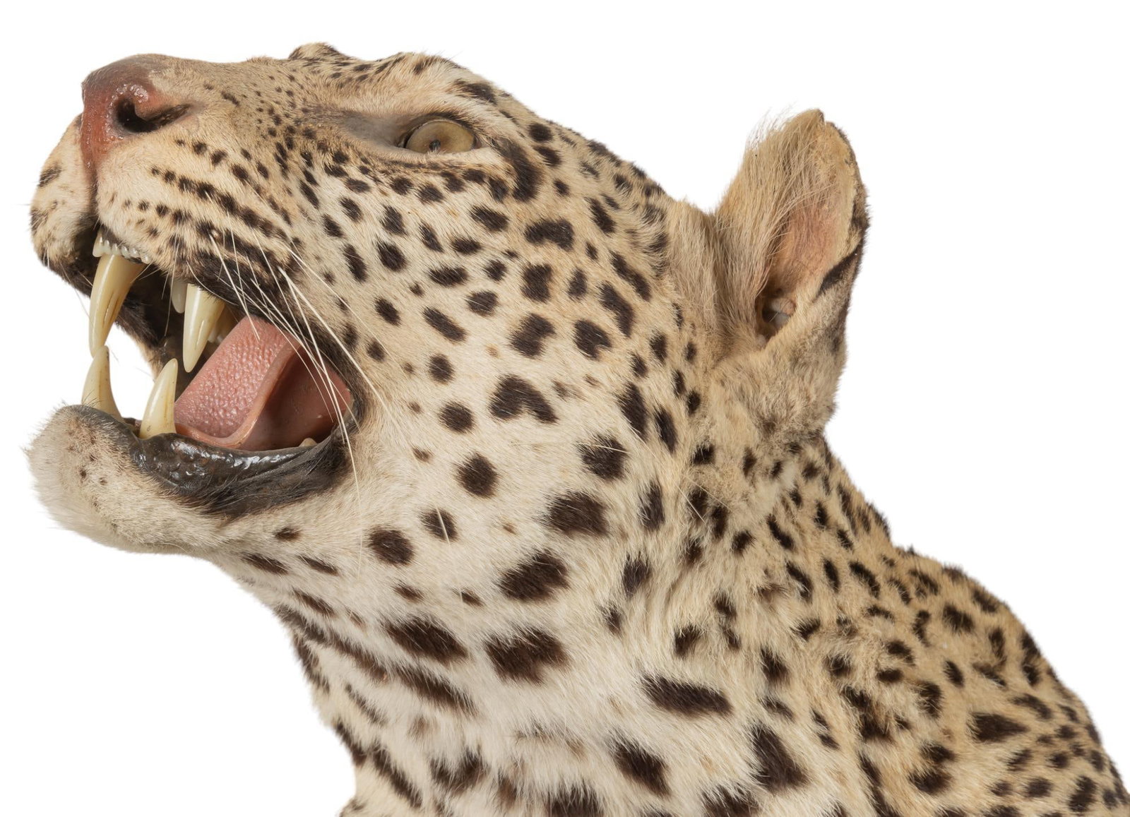Full Body Leopard Mount - 5