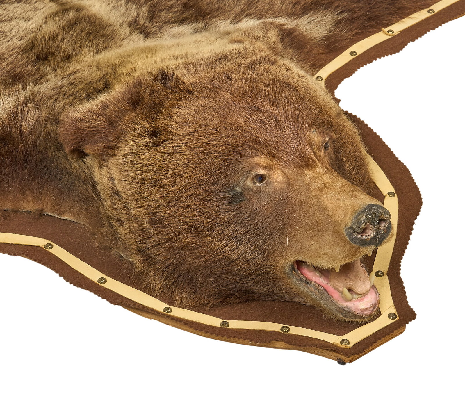 Full Size Bear Hide Rug: Full size bear hide rug attached to wooden board length 78 in. x width 77 in. x depth 8 in. Provenance: Property from a home in San Antonio, Texas Condition: damage and loss to paws,