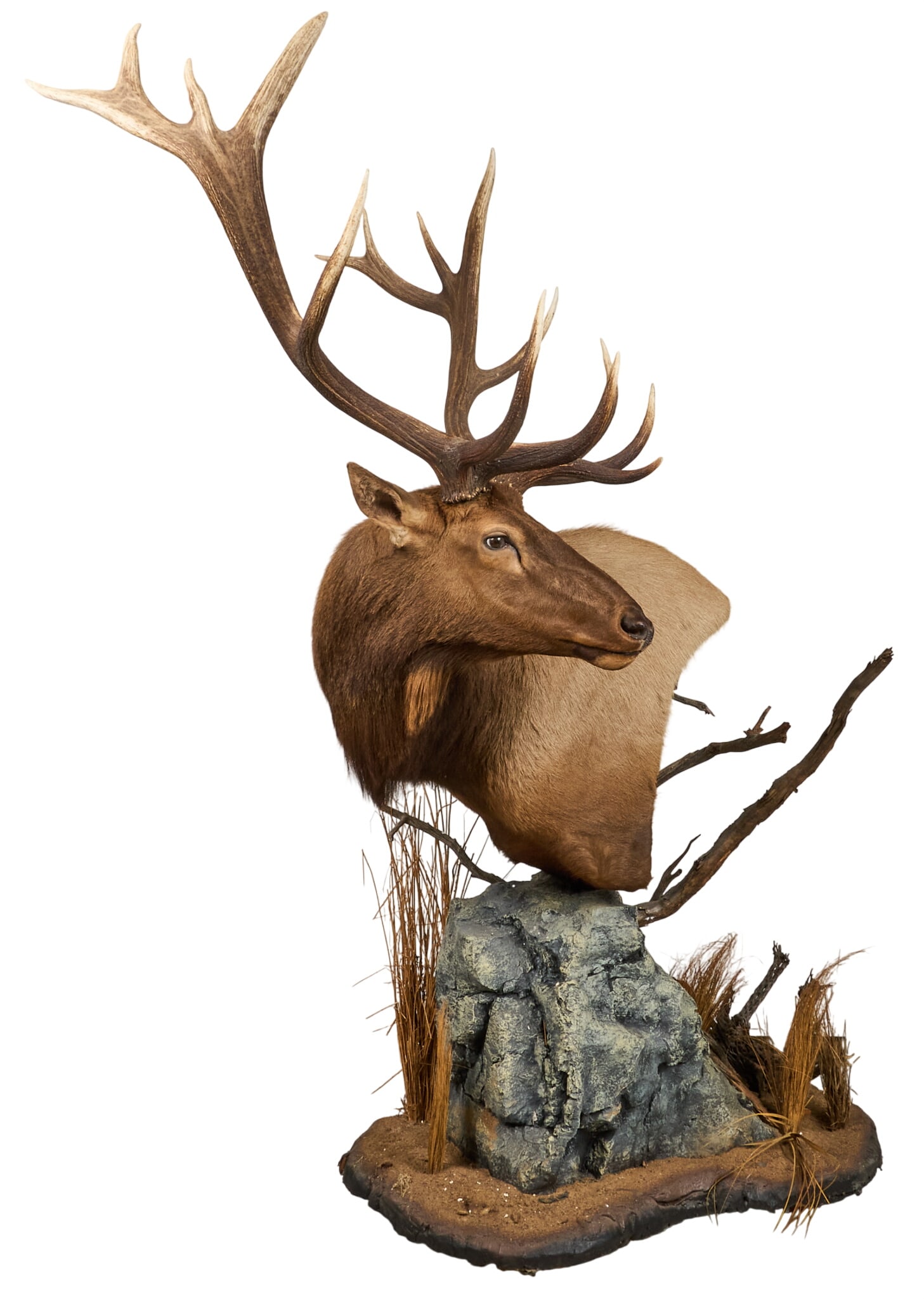 Elk Shoulder Mount on Base: Elk shoulder mount on faux rock base height 97 in. x width 80 in. x depth 48 in. Provenance: Property from a home in Port Aransas, Texas 