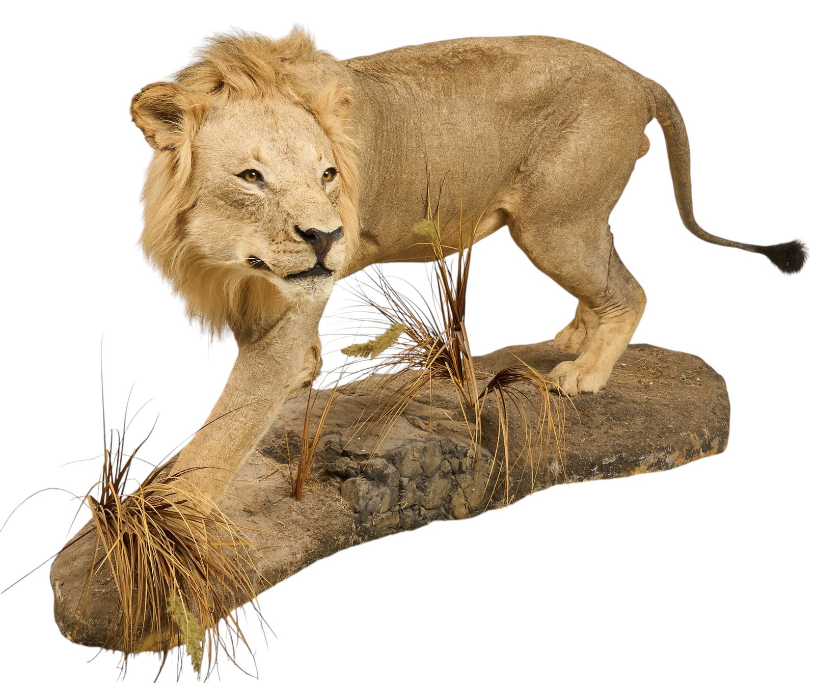 Lion Full Body Mount (1 of 4)