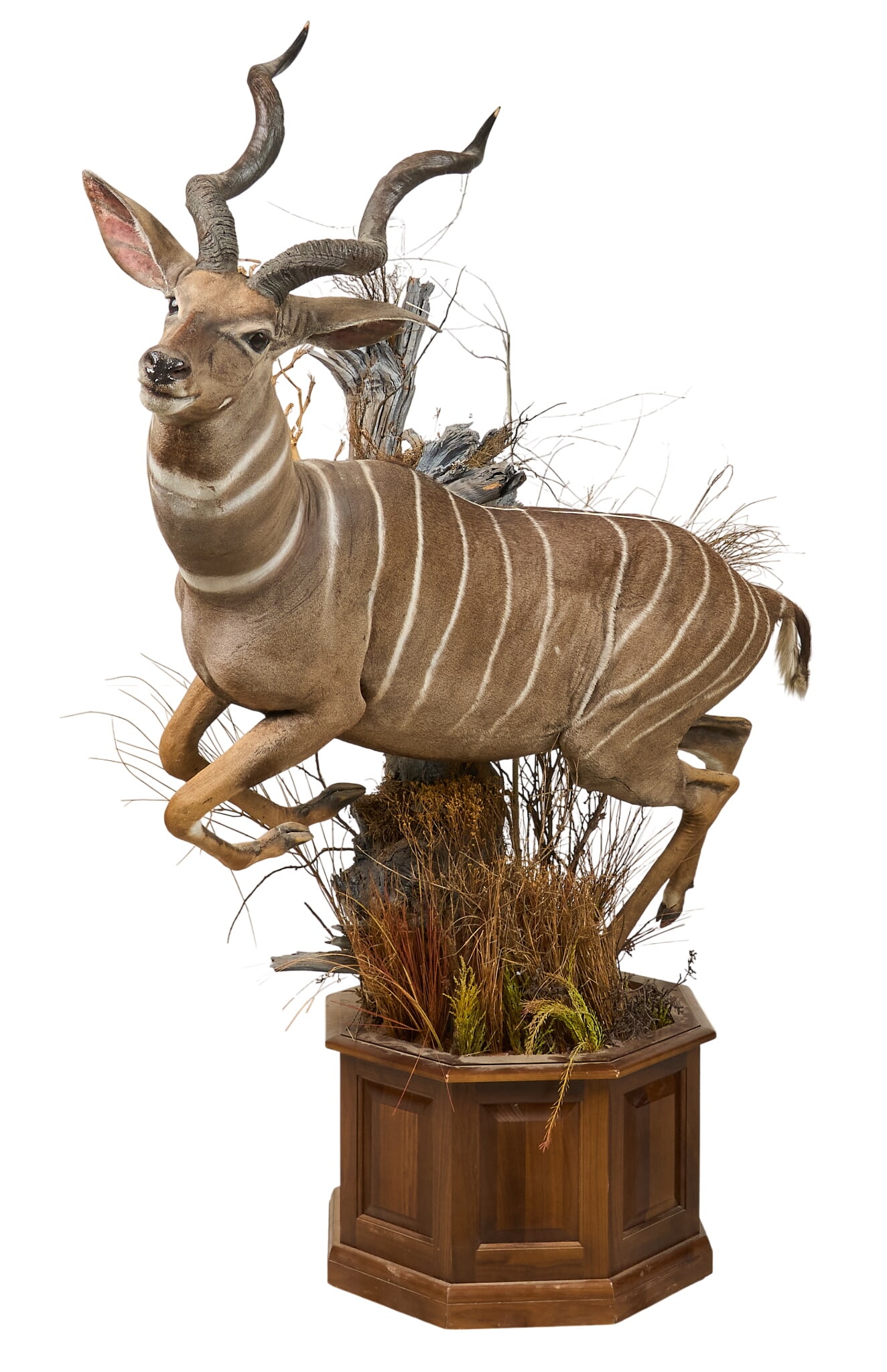 Full Body Antelope Mount (1 of 3)