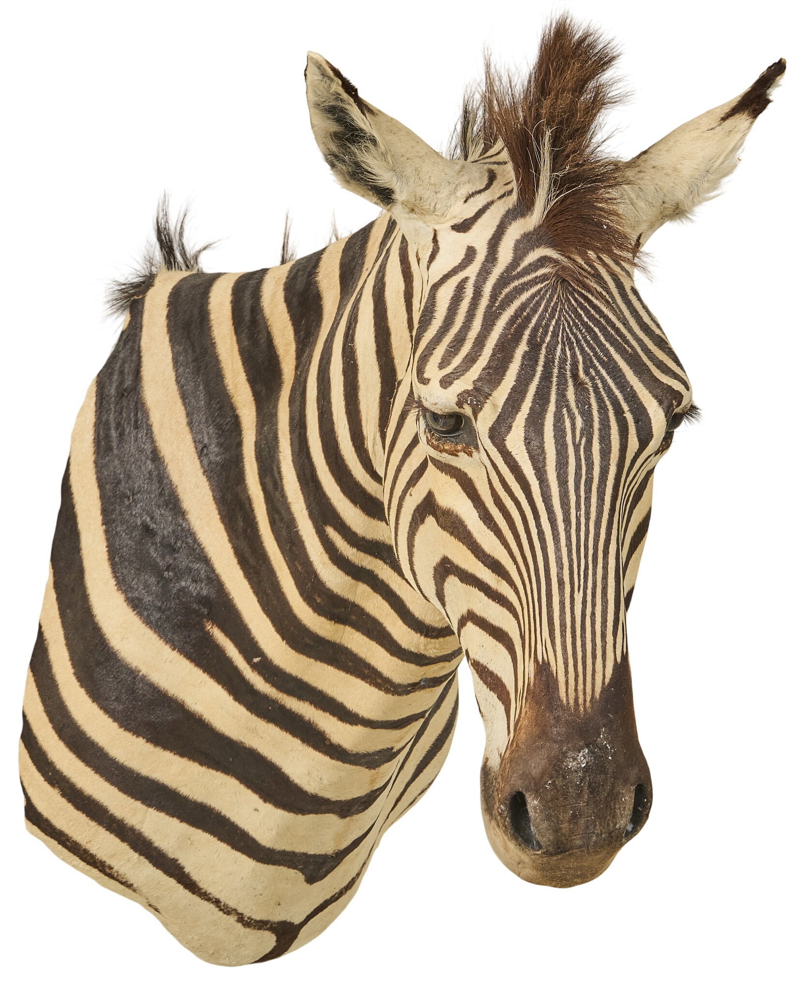 Zebra Shoulder Mount: Zebra shoulder mount taxidermy height 32 in. x width 17 in. x depth 29 in. Provenance: Property from a home in San Antonio, Texas 